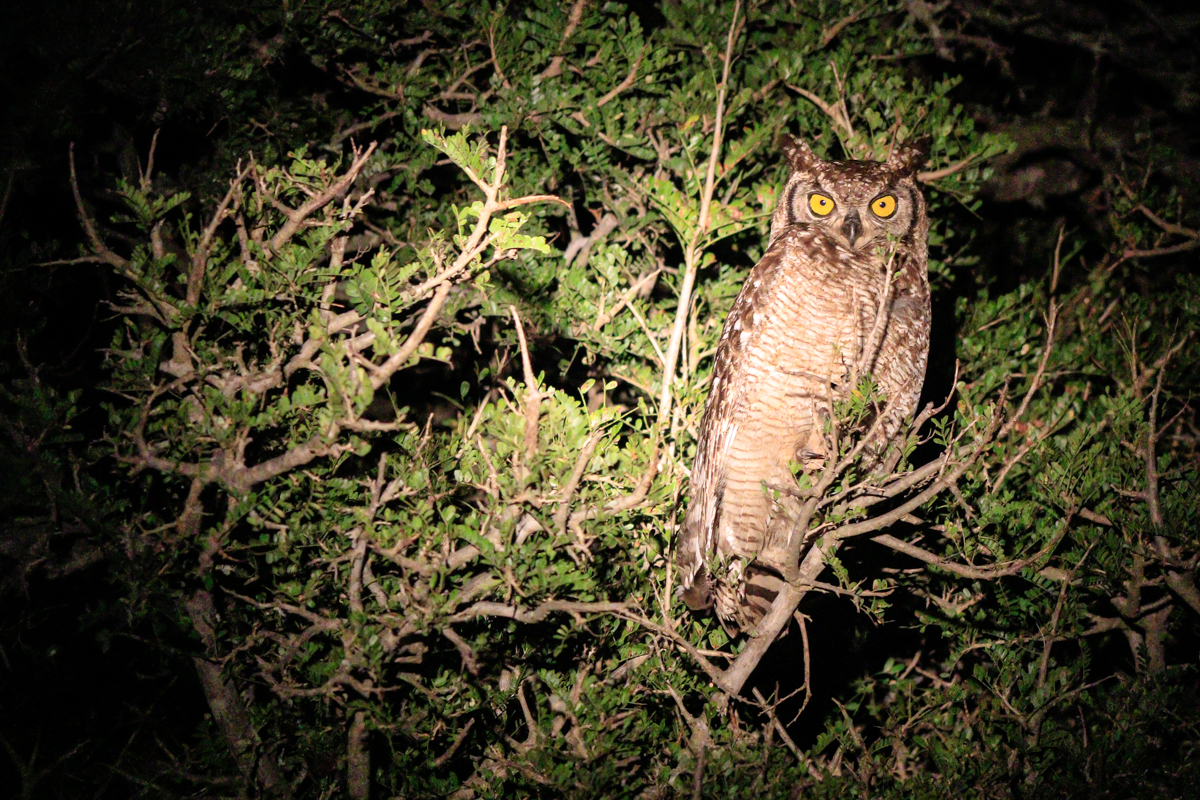 Kariega Safari Spotted Eagle Owl