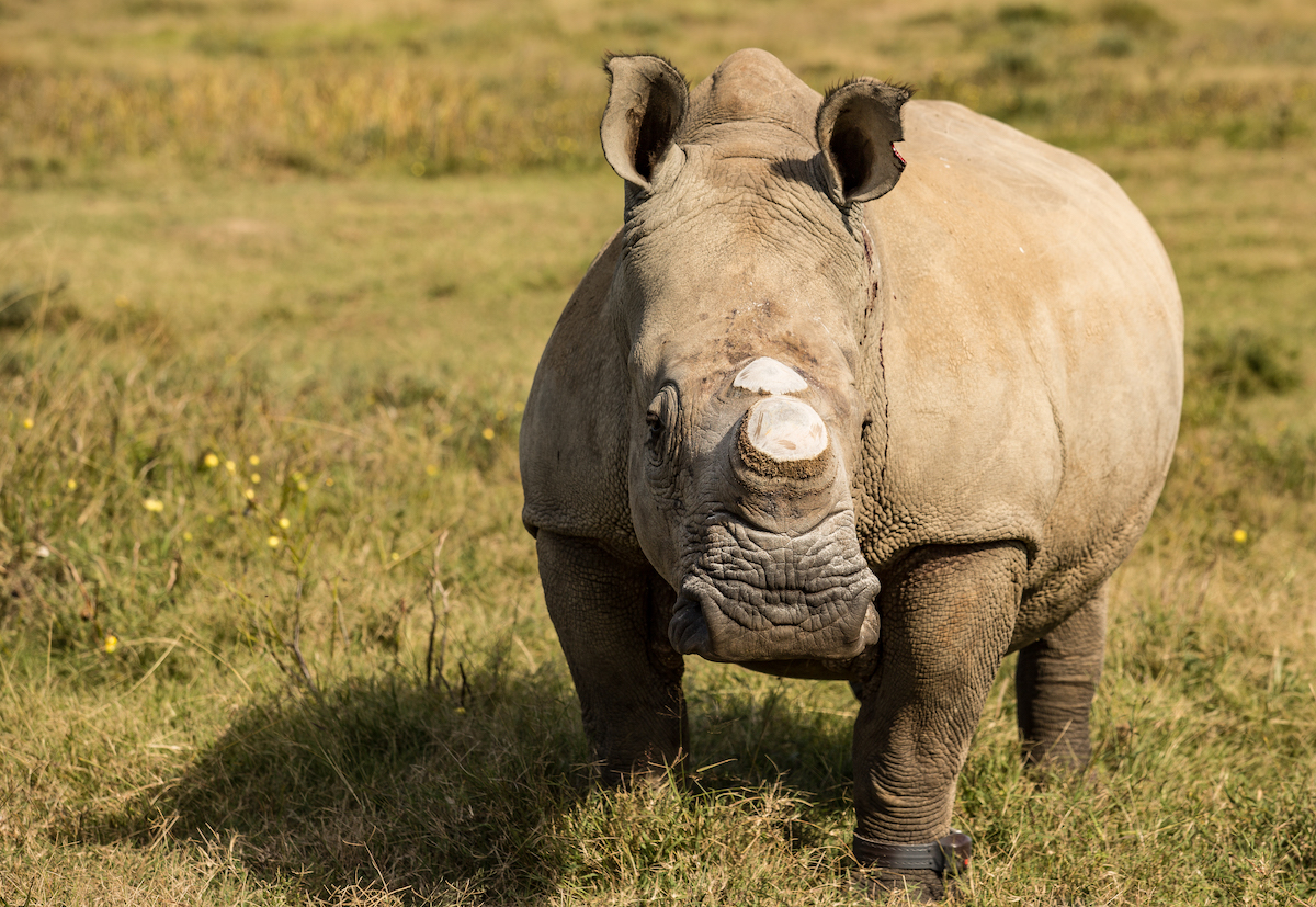 Rhino Colin at Kariega dehorned and collared
