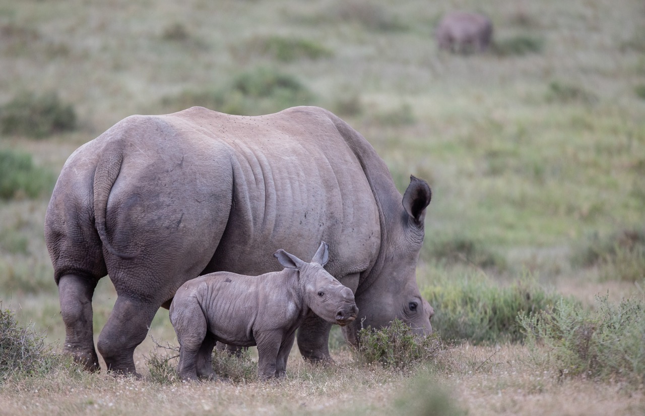 Rhino and Calf South African Safari Deals