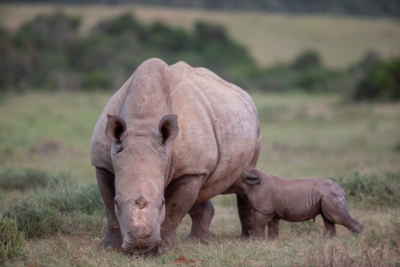 Conserving Rhino and other African Wildlife