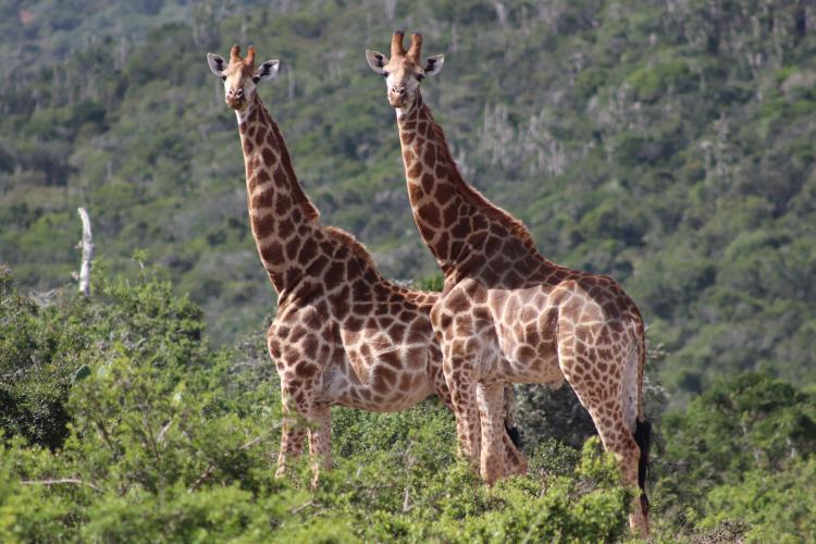 Kariega Wildlife Conservation Interns Giraffe