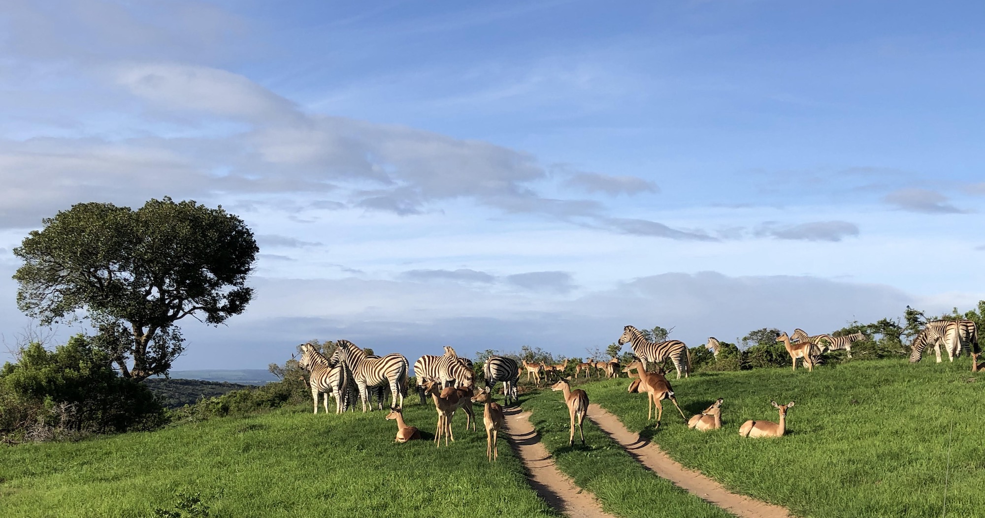 Zebra and Impala on African Safari Experience