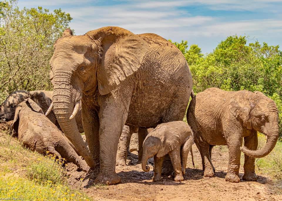 2021 Wildlife Photo Competition Elephants at Kariega