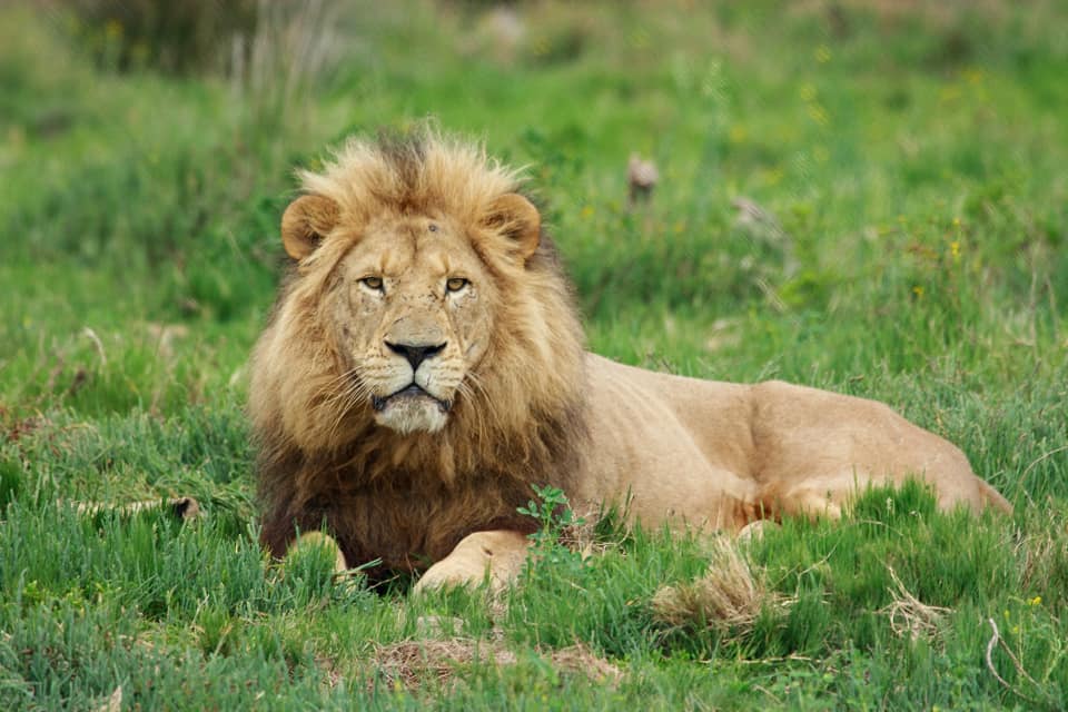 2021 Wildlife Photo Competition Lion