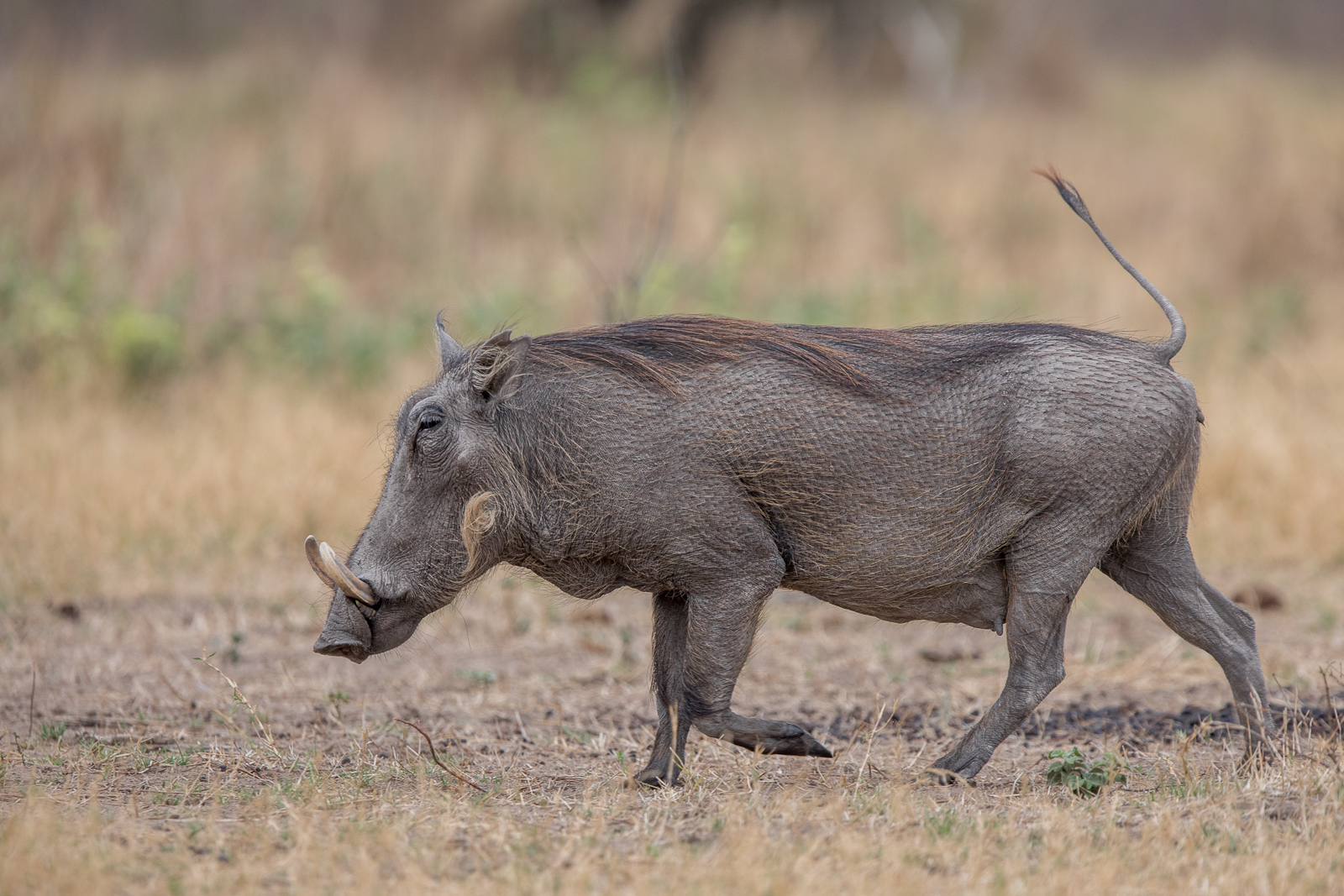 Heavily Pregnant Warthog Sow at Kariega Game Reserve