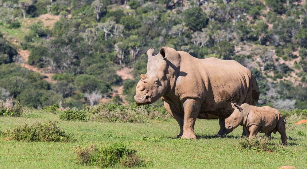 Rhino poaching in South Africa: Hope gets her face back – Saving The  Survivors