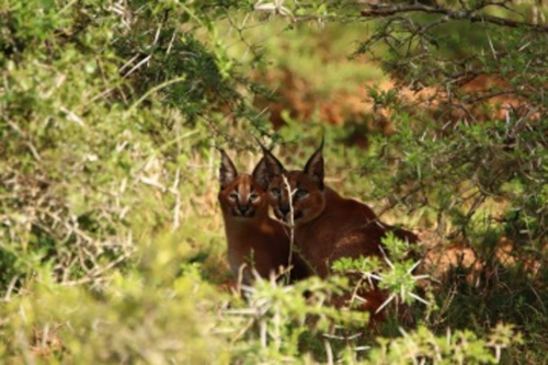 A pair of Caracals image taken by guest Doreen Peacock