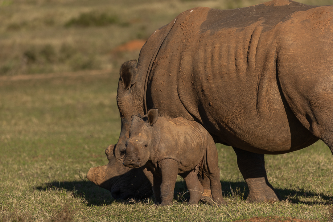 Thembi with her 5 week old calf at Kariega by  Brendon Jennings