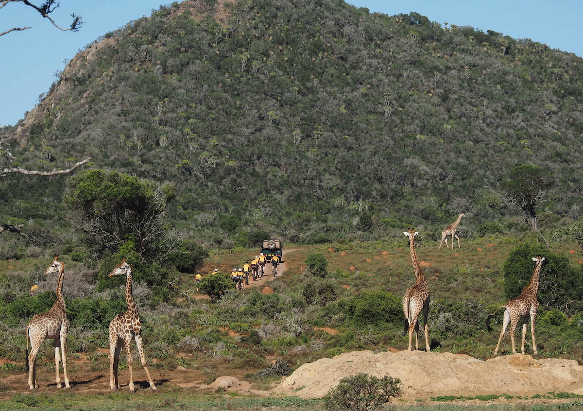 Riders and giraffe at Kariega