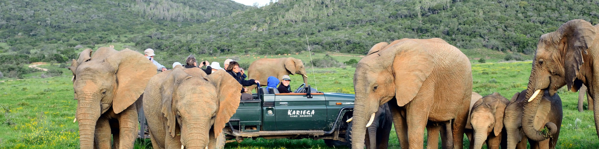 Game drive viewing Elephant