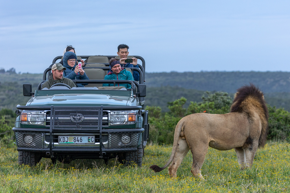 Tips For Your First South Afrian Safari | Kariega