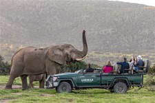 Game Drive viewing Elephant