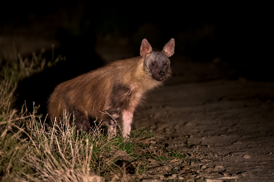 Kariega - Brown Hyena spotted on night drive - Img taken by Brendon Jennings.