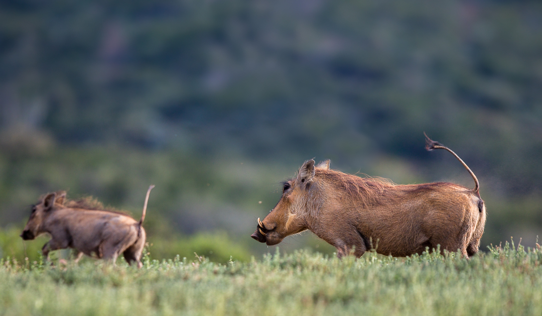 Kariega - Warthog mom and piglet - Img taken by Brendon Jennings