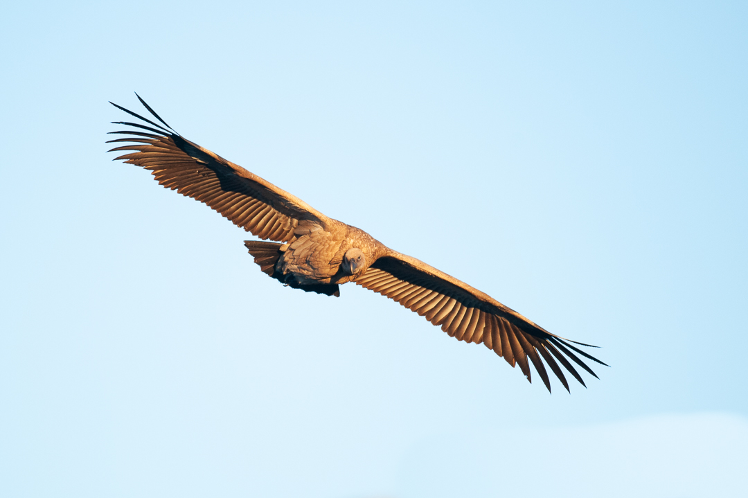 Kariega - Cape Vulture in flight - Img taken by Brendon Jennings 