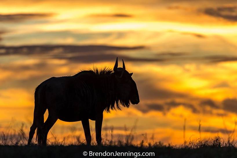 Kariega - Blue Wildebeest - Img taken by Brendon Jennings
