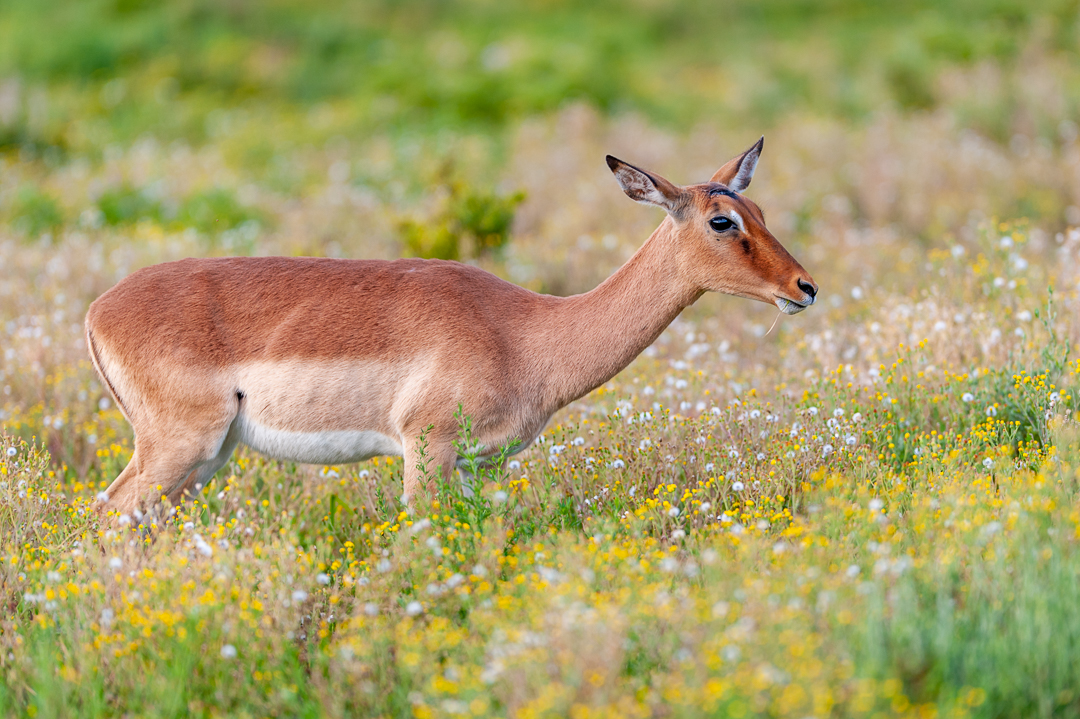 Impala ewe in spring - photo credits to Brendon Jennings