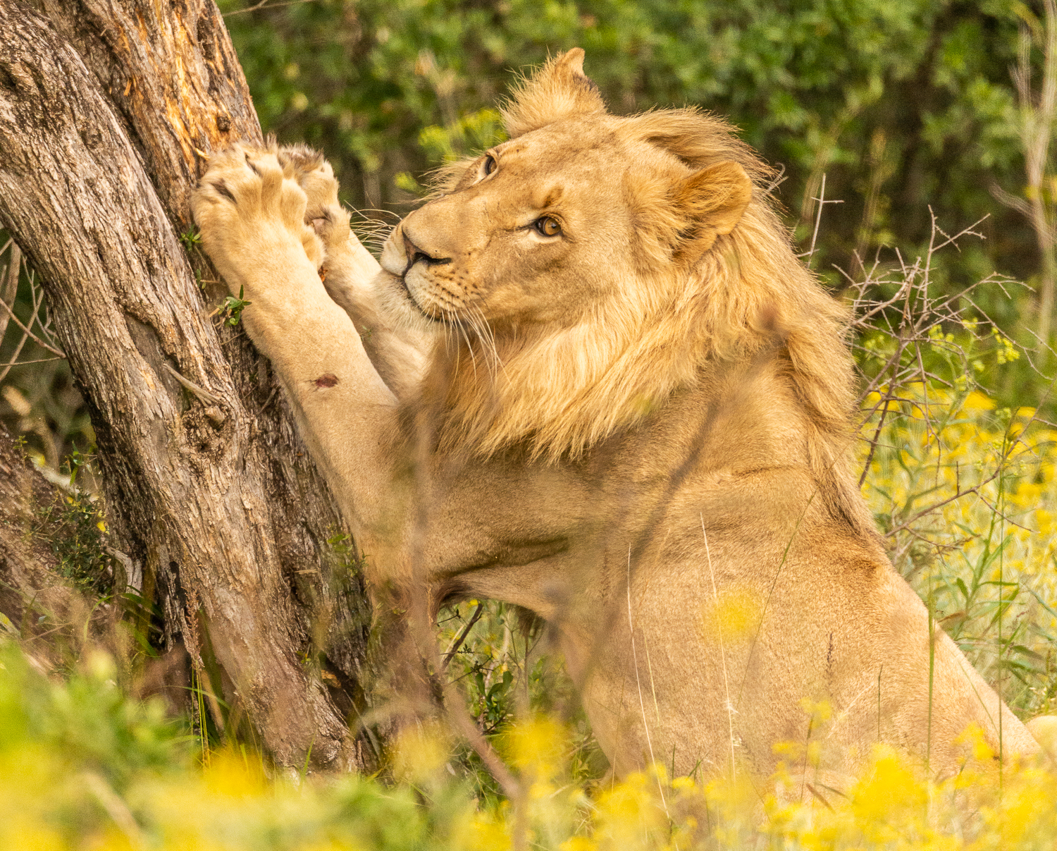 Juvenile male lion clawing tree - Img taken by Graham Harvey