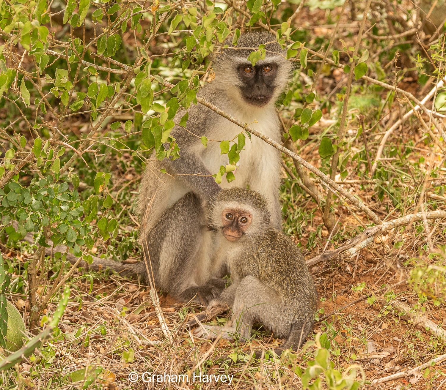 Vervet monkey mom and baby - Img taken by Graham Harvey