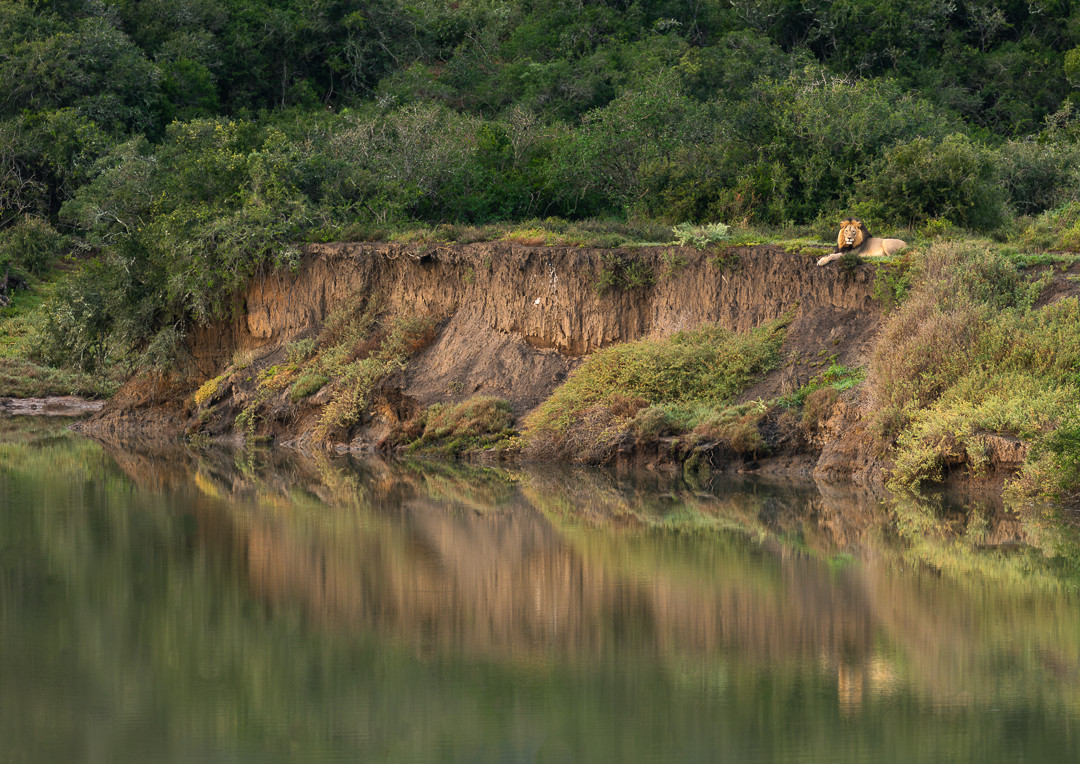 Male lion on the banks of the Bushmans river - Image taken by senior guide Brendon Jennings