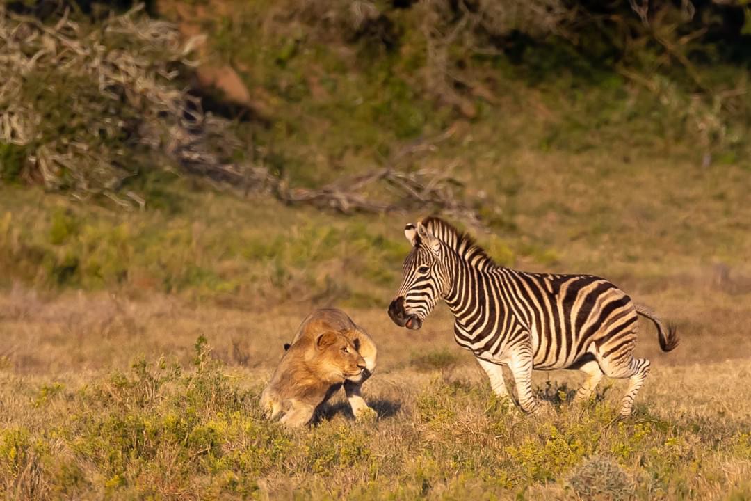 Juvenile male lion being chased by a zebra - Photo credit to senior guide Brendon Jennings