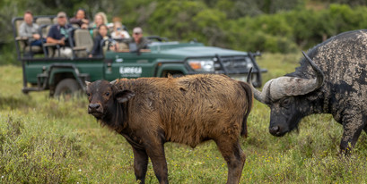 Guests on safari at Kariega Game Reserve viewing Cape Buffalo - Img taken by senior guide Brendon Jennings