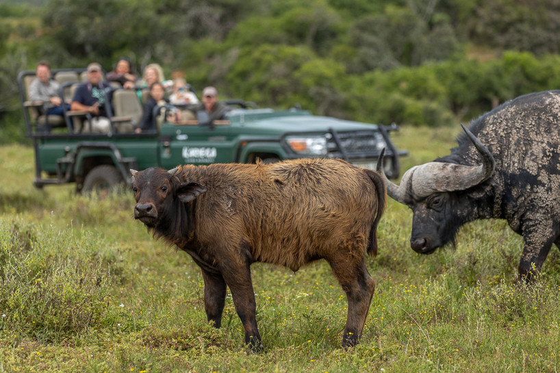 Guests on safari at Kariega Game Reserve viewing Cape Buffalo - Img taken by senior guide Brendon Jennings