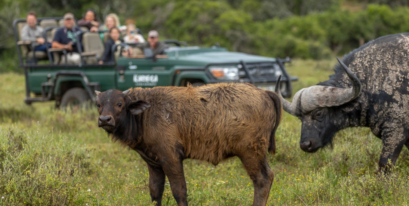 Guests on safari at Kariega Game Reserve viewing Cape Buffalo - Img taken by senior guide Brendon Jennings