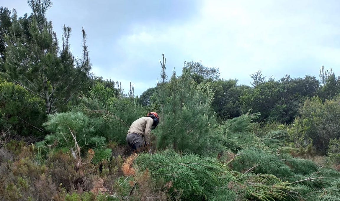 Alien Plant Control Team eradicating an invasive species  