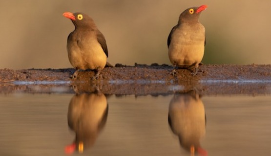 Red billed oxpeckers - Brendon Jennings - Bushmail_1729756598050