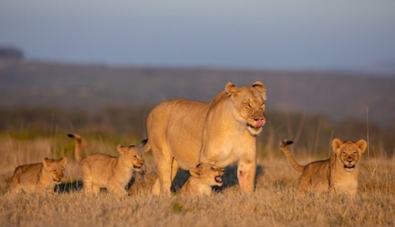 Lion mom and cubs 