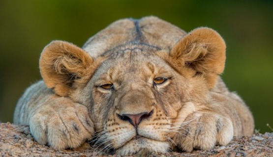 Lazy Lion on Kariega