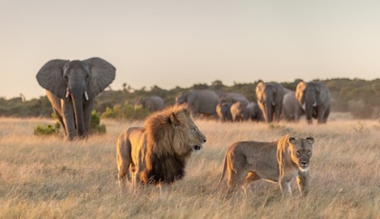 Elephants chasing off lions at dusk