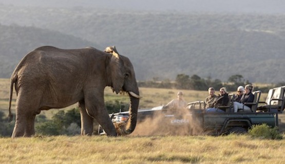 Elephant viewing on game drive