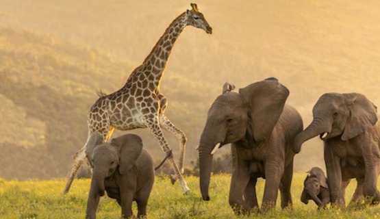 A perfect moment captured of elephants and a giraffe