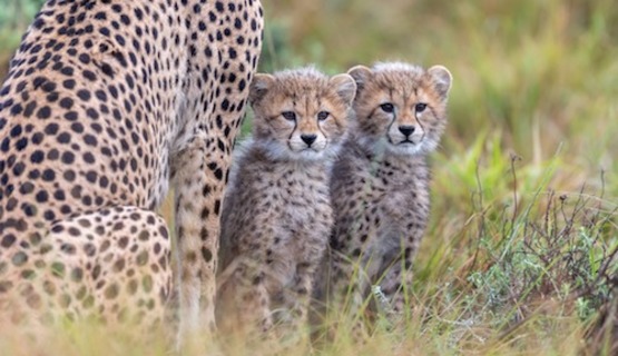 Cheetah mom and cubs