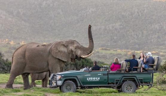 An upclose sighting of a bull elephant smelling 