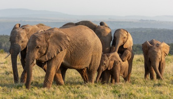 Elephant calves playing 