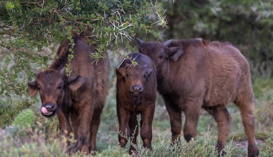 A group of young cape buffalo