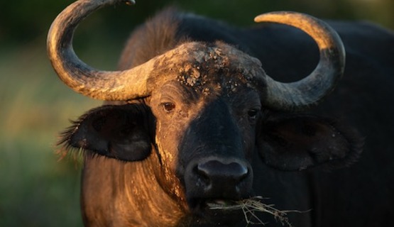 A Cape Buffalo feeding on grass