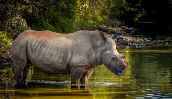 Poaching survivor Thandi enjoying a peaceful moment in the Kariega River