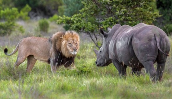 A rivalry between a lion and a white rhino