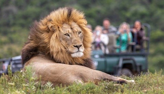 A sighting of a male lion while on game drive