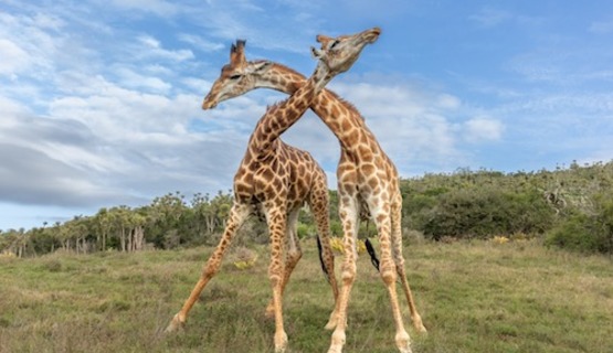 Two male giraffe necking