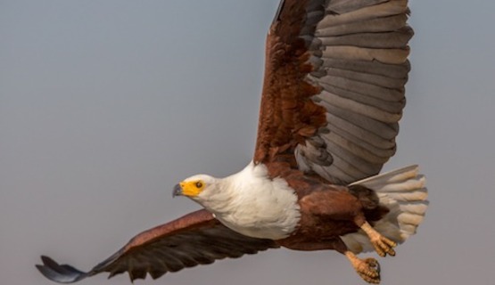 An African Fish Eagle in flight