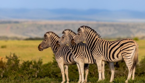 Picturesque zebra's