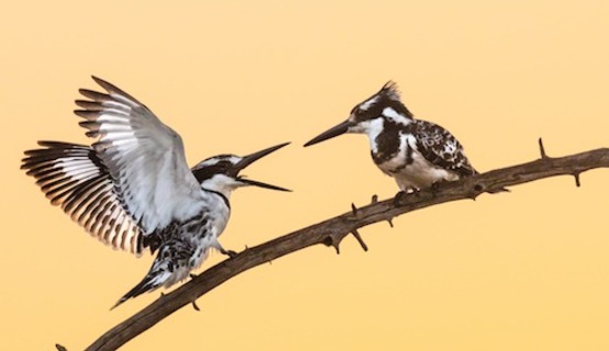 Pied Kingfishers 