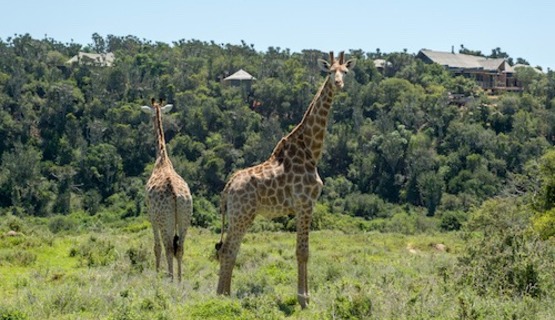 Giraffe with Settlers Drift in the background_1730962584183