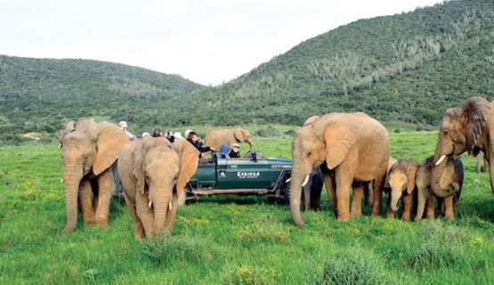 Elephants around the safari vehicle