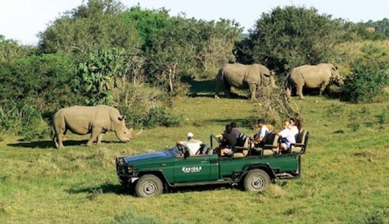 game-drive-viewing-rhino_1730962584135